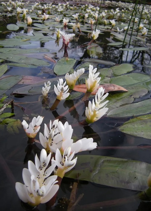 Plants with Clusters of Tiny White Flowers 7