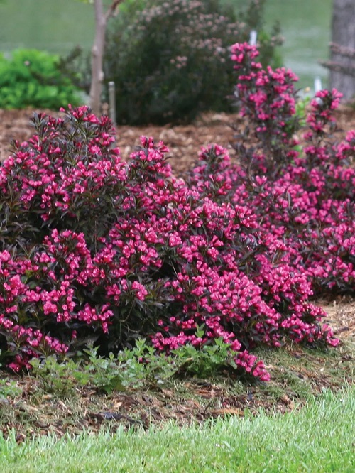 Magenta Flowers 17