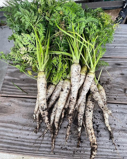 White Carrot Varieties 6