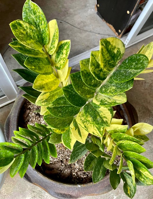 Variegated ZZ Plants 5