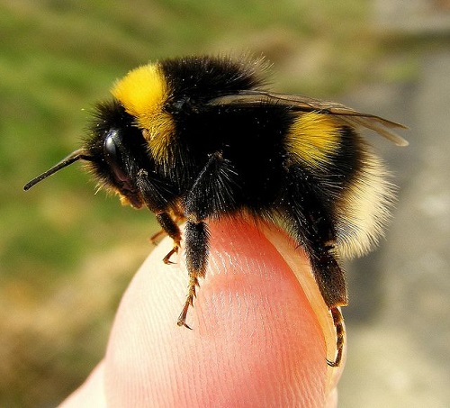 Carpenter Bee vs Bumble Bee 3