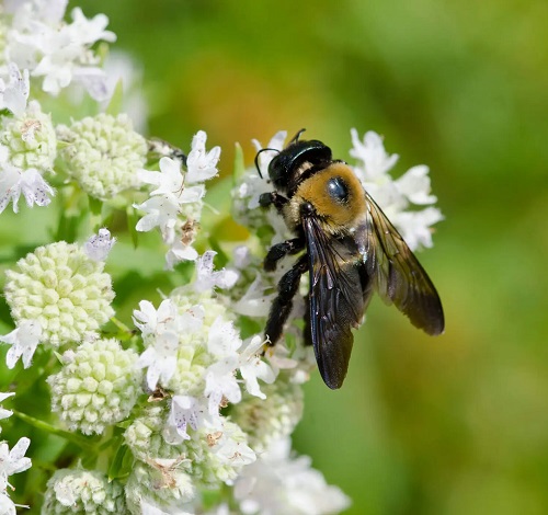 Carpenter Bee vs Bumble Bee 1