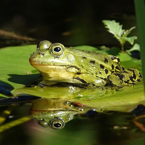 What Does it Mean When a Frog Visits You 5