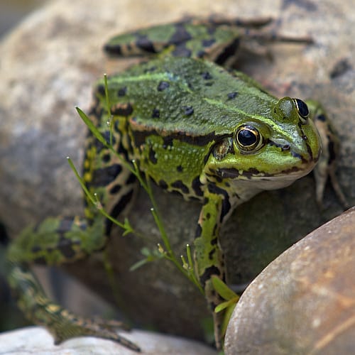 What Does it Mean When a Frog Visits You 2