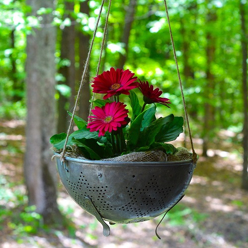 Gerbera Daisy Display Ideas 4