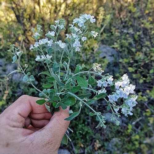 Greek Flowers 3