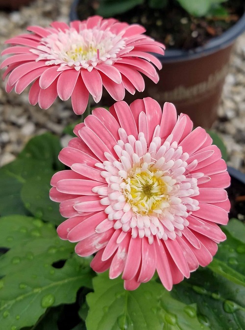 Bigger Flowers in Gerbera 1