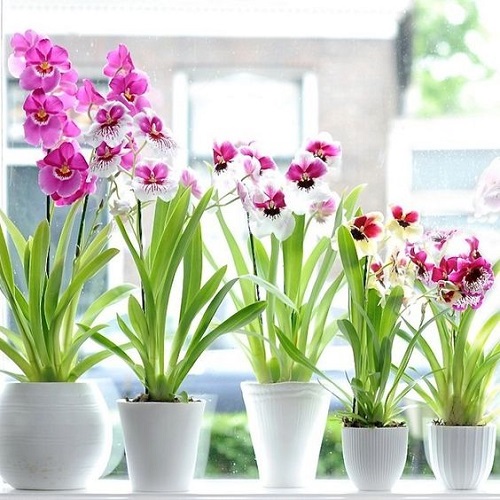 Do Orchids Need Sunlight 2