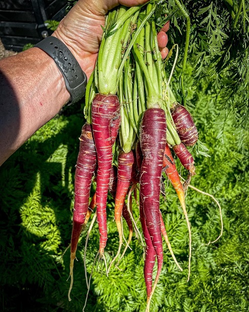 Purple Carrot Varieties 5