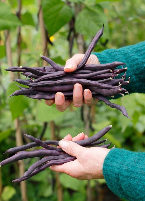 Purple Beans