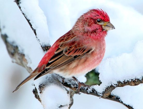 Red Birds of Texas 9