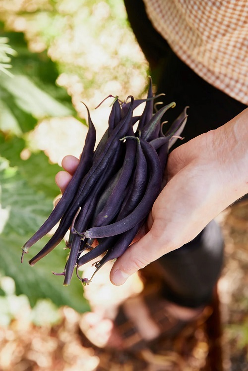 Purple Beans 10