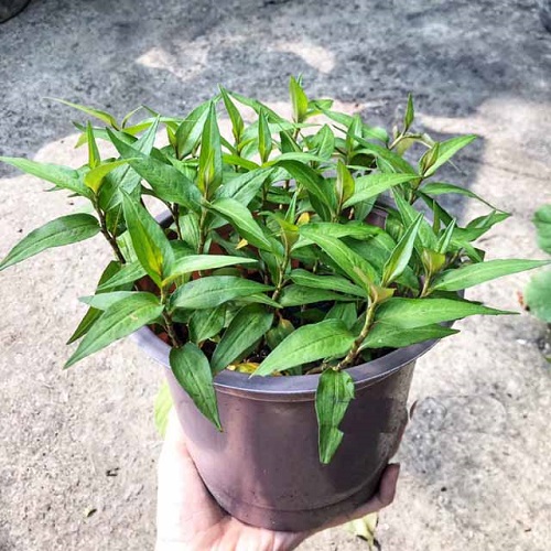 Vietnamese Coriander 2