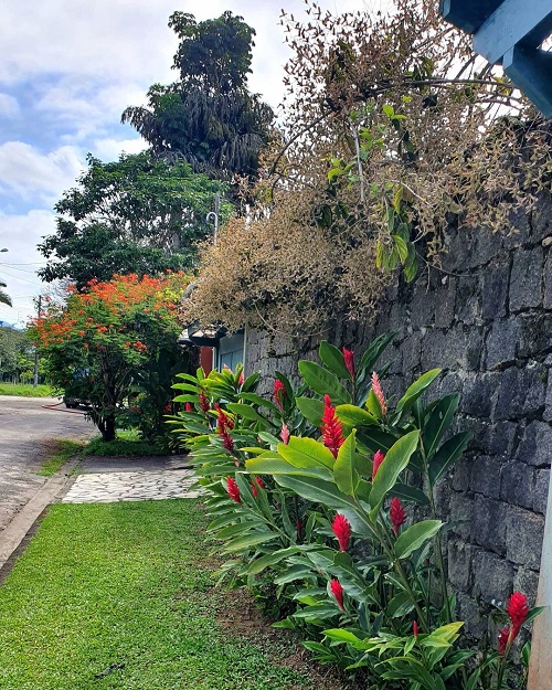 Red Ginger Plant 3