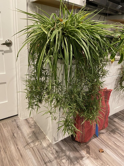 How to Make a Spider Plant Bushier 5