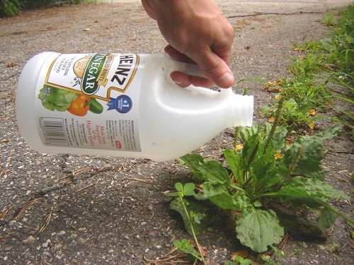 Bizarre Pest Control Remedies 31