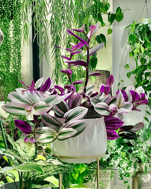 Different Ways to Grow Wandering Jew Indoors 1