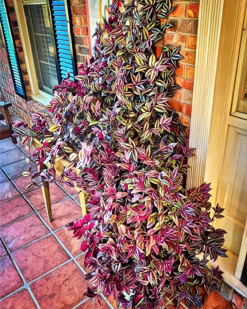 Different Ways to Grow Wandering Jew Indoors 17