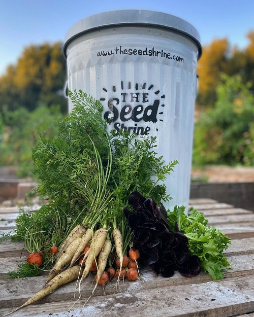 White Carrot Varieties 1