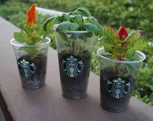 DIY Starbucks Cup Ideas for Plants 1