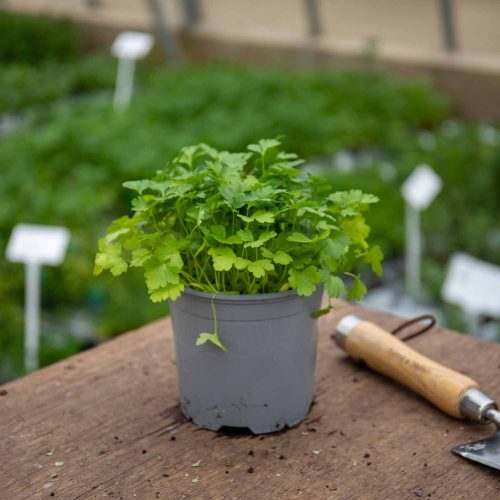 Growing Parsley from Division 1