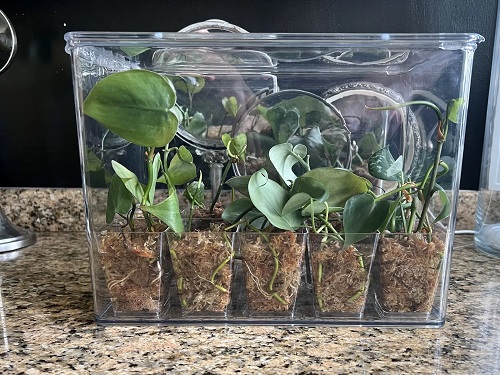 DIY Plant Propagator 11