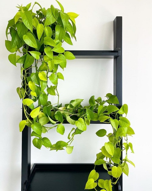 Pothos ladder ideas 13