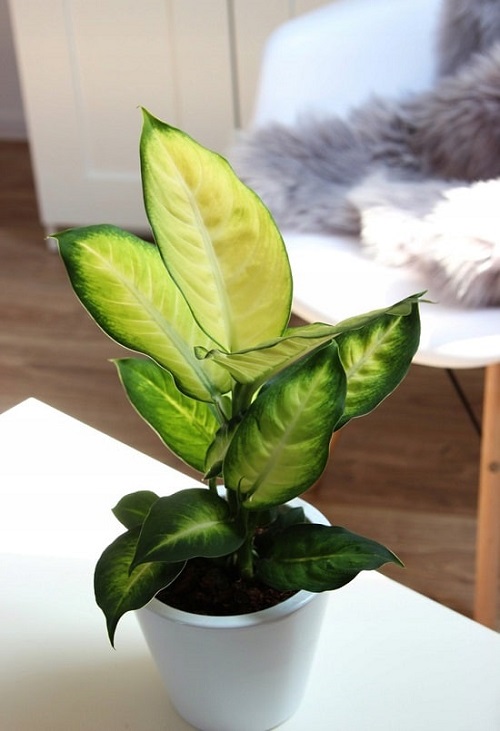 Types of Dieffenbachia 23