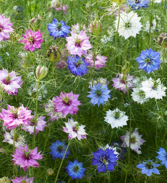 Love in a Mist Flower Meaning