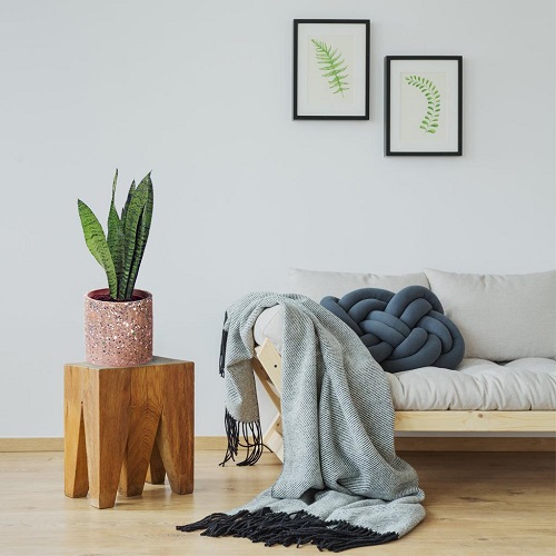 Snake Plant Stand 11