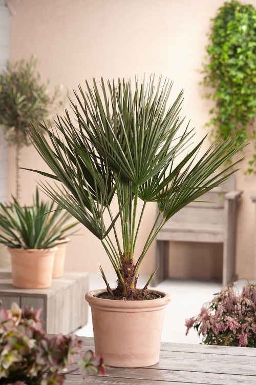 Indoor Palms with Big Foliage and Fronds 2