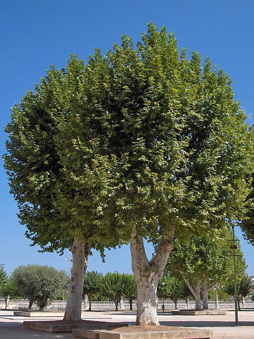 Trees With Smooth Gray Bark 5