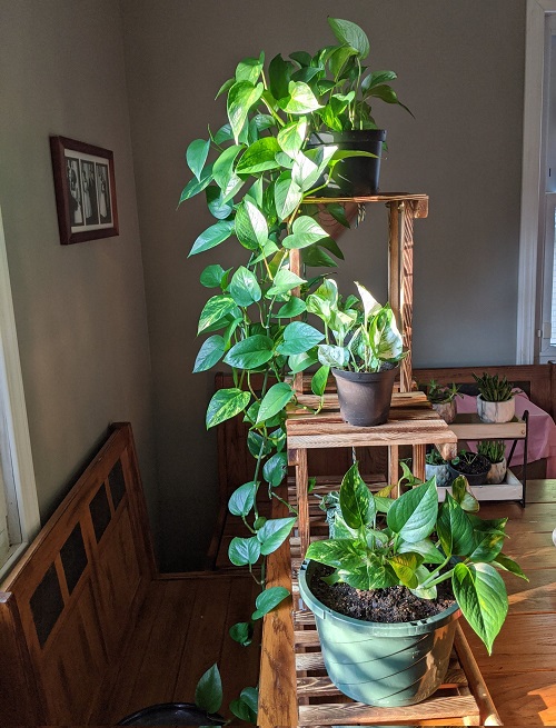 Pothos ladder ideas 3