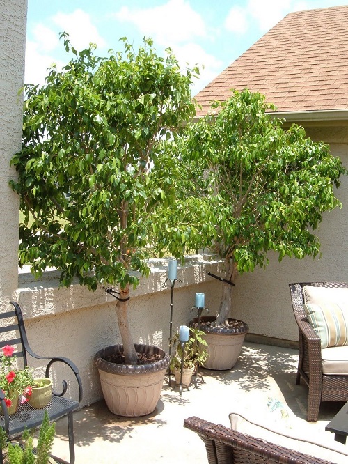 Tall Plants for Balcony Privacy 3