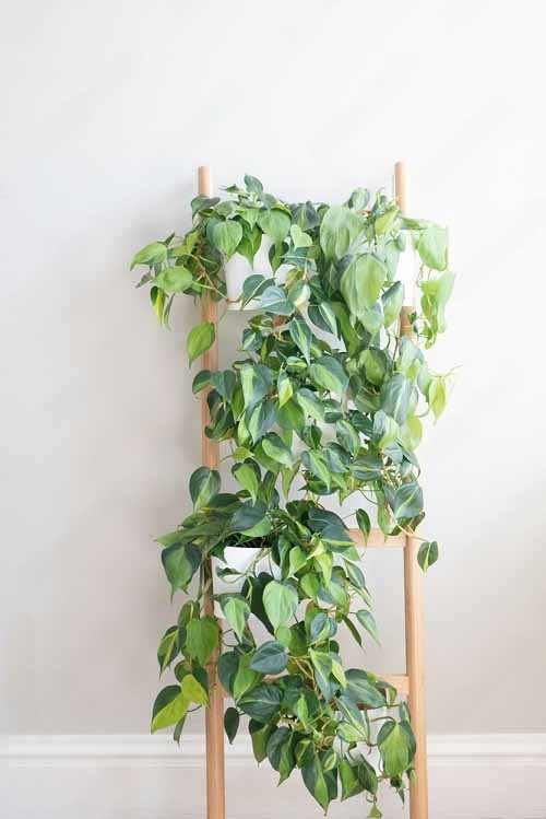 Pothos ladder ideas 5