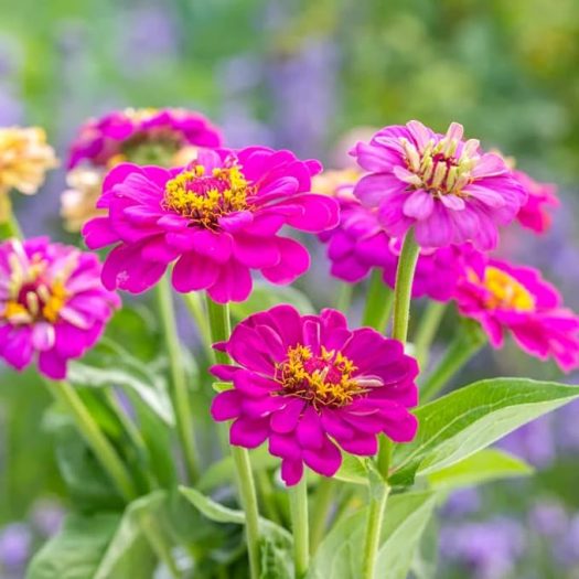 Hot Pink Flowers 4