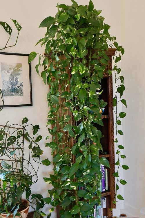 Pothos ladder ideas 7