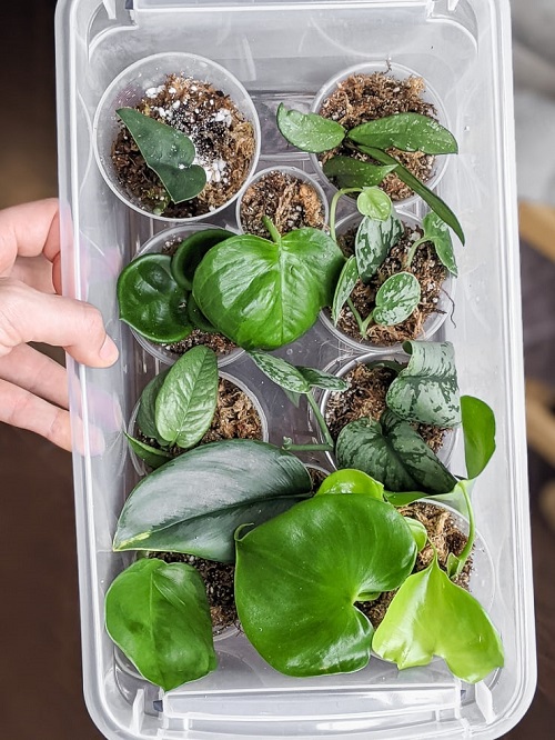 DIY Plant Propagator 7