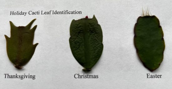 How to Identify a Real Christmas Cactus from a Fake One 2