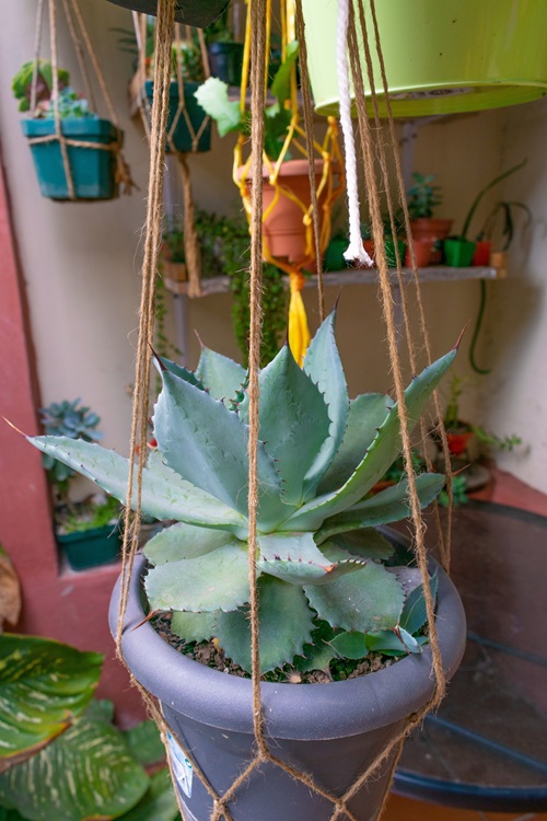 agave with Prickly Leaves 4