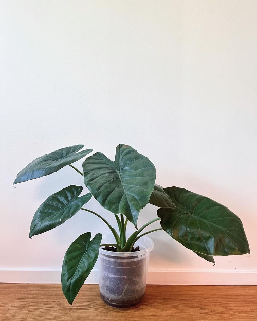 Alocasia Wentii Care Guide 1