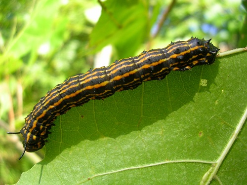 Orange and Black Caterpillars 39