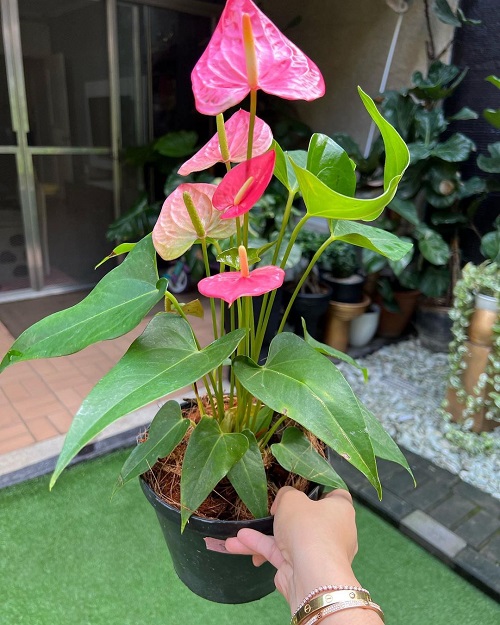 Pink Anthurium Varieties 9