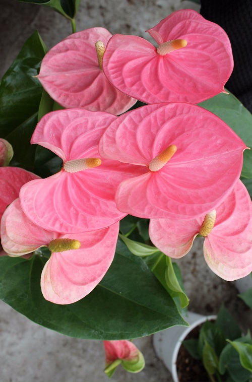 Pink Anthurium Varieties 7