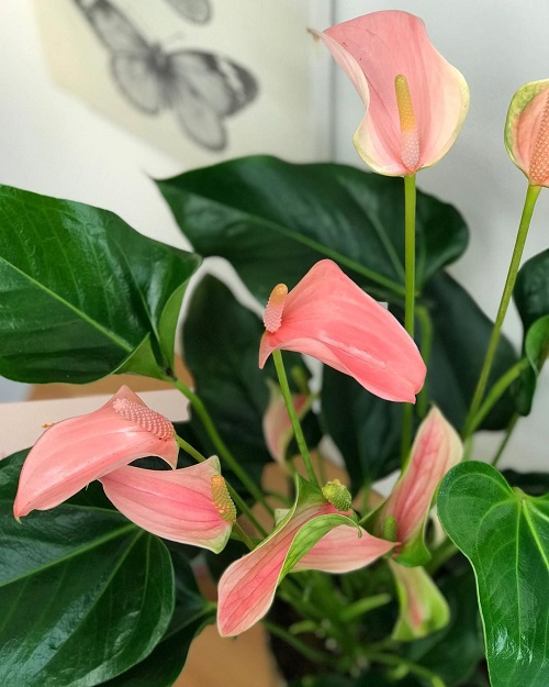 Pink Anthurium Varieties 13