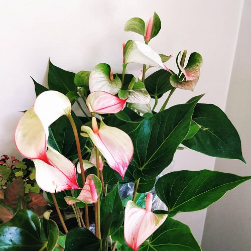 Pink Anthurium Varieties 1