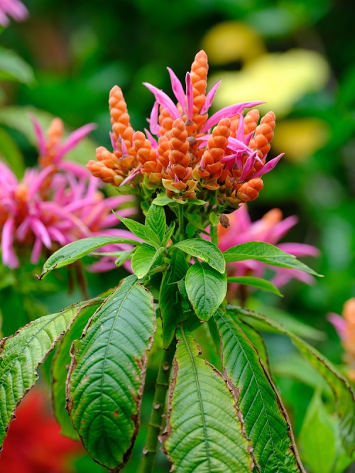 Tropical Plants with Orange Flowers 9