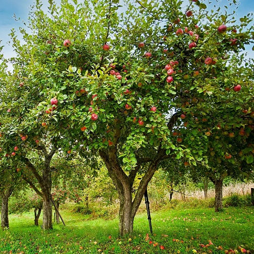 Zone 7 Fruit Trees 1