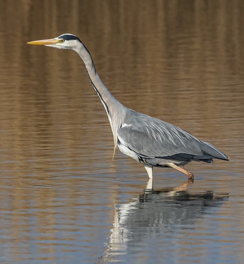 Birds With Long Necks 7