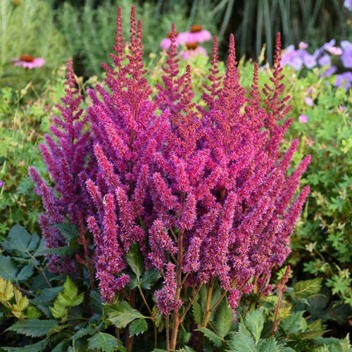 Flowers That Look Like Feathers 1